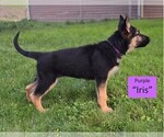 Small #4 German Shepherd Dog