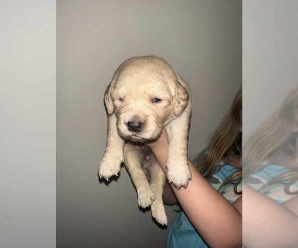 Medium Photo #5 Golden Retriever Puppy For Sale in CONCORD, VA, USA