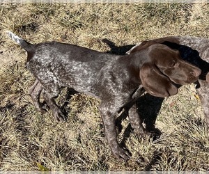German Shorthaired Pointer Puppy for sale in WARSAW, NC, USA