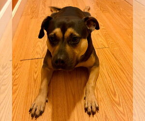 Molly - Female Mutt Dog for Adoption - Photo #15