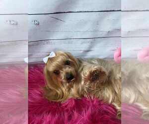 Mother of the Yorkshire Terrier puppies born on 08/13/2025