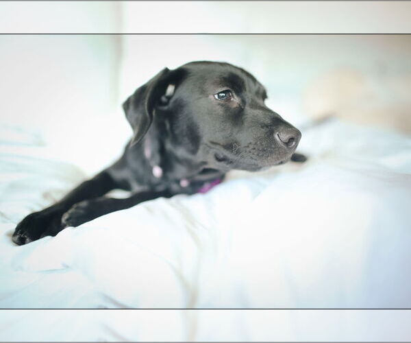 Medium Photo #9 Labrador Retriever-Retriever  Mix Puppy For Sale in Corona, CA, USA