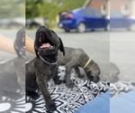 Small Photo #3 Cane Corso Puppy For Sale in HOGANSBURG, NY, USA