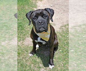 Boxer Dogs for adoption in  Katy, TX, USA