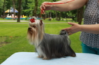 Small Photo #1 Yorkshire Terrier Puppy For Sale in PARKLAND, WA, USA