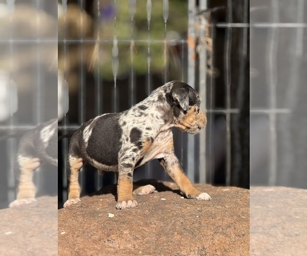 Medium Photo #46 Catahoula Leopard Dog Puppy For Sale in BUSHNELL, IL, USA