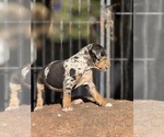Small Photo #46 Catahoula Leopard Dog Puppy For Sale in BUSHNELL, IL, USA