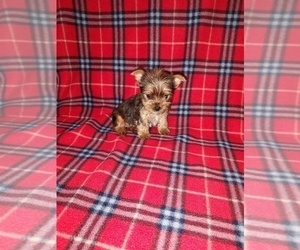 Yorkshire Terrier Puppy for sale in LAPEER, MI, USA