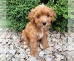 Small #2 Cavapoo (Miniature)