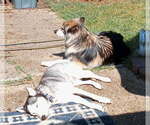 Small #2 Siberian Husky