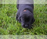 Small Photo #19 Labrador Retriever Puppy For Sale in RICHMOND HILL, GA, USA