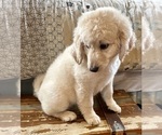 Small Photo #18 Goldendoodle Puppy For Sale in PENSACOLA, FL, USA