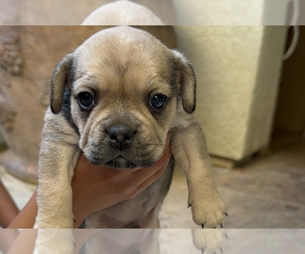Medium Photo #31 American Bullnese-French Bulldog Mix Puppy For Sale in DISCOVERY BAY, CA, USA