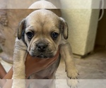 Small Photo #31 American Bullnese-French Bulldog Mix Puppy For Sale in DISCOVERY BAY, CA, USA