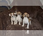 Small #6 Jack Russell Terrier