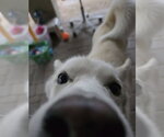 Small #2 Siberian Husky Mix
