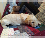 Small Photo #10 Goldendoodle Puppy For Sale in PELHAM, NH, USA