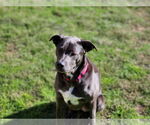 Small #13 Blue Lacy Mix