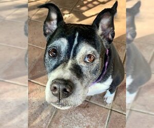 Marni - Female Boxer-Unknown Mix Dog for Adoption - Photo #9