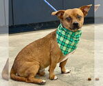 Small #1 Chiweenie