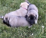 Small Photo #13 Anatolian Shepherd Puppy For Sale in LITTLE MEADOWS, PA, USA