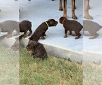 Small #2 Doberman Pinscher