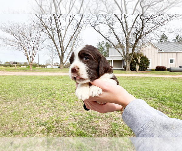 Medium Photo #2 English Springer Spaniel Puppy For Sale in FITZGERALD, GA, USA