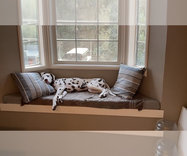 Medium Photo #1 Dalmatian Puppy For Sale in NAPA, CA, USA