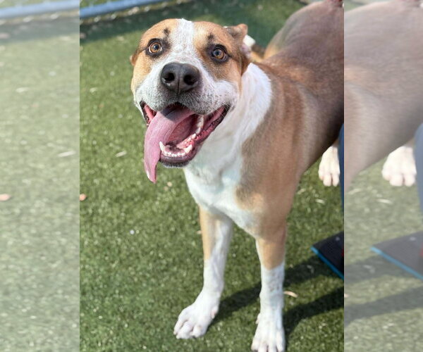 Medium Photo #5 Mutt Puppy For Sale in Woodbury, NY, USA