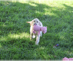 Small #4 Golden Retriever