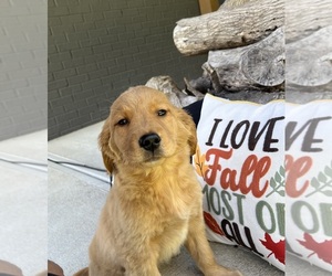 Golden Retriever Puppy for sale in FRANKLIN, IN, USA