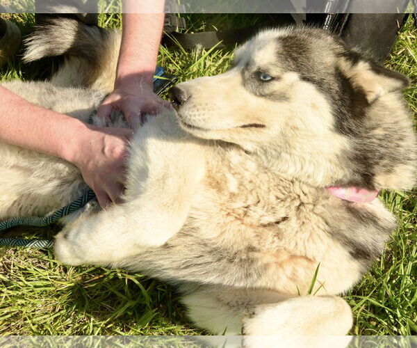 Medium Photo #3 Huskies -Unknown Mix Puppy For Sale in Okolona, MS, USA