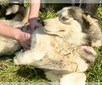 Small #2 Huskies  Mix