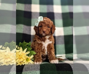 Goldendoodle (Miniature) Puppy for sale in QUARRYVILLE, PA, USA