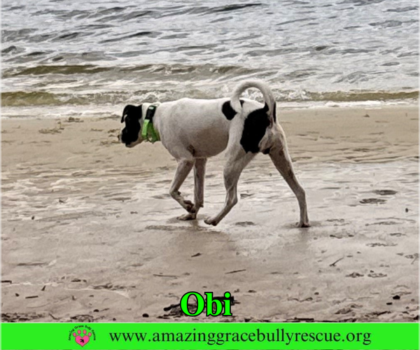 Medium Photo #4 Jack Russell Terrier-Unknown Mix Puppy For Sale in Milton, FL, USA