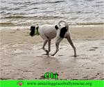 Small #3 Jack Russell Terrier Mix