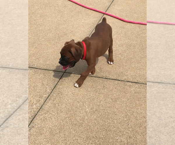 Medium Photo #12 Boxer Puppy For Sale in APPLE CREEK, OH, USA