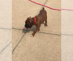 Small Photo #12 Boxer Puppy For Sale in APPLE CREEK, OH, USA