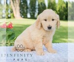 Small #3 Golden Retriever