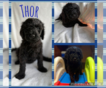 Puppy Thor Goldendoodle