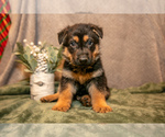 Puppy Ethan German Shepherd Dog