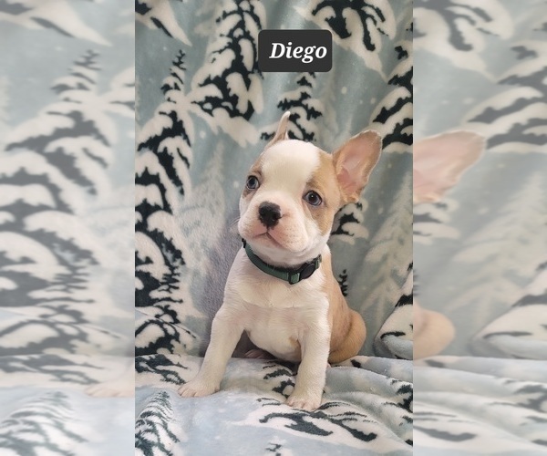 Medium Photo #6 Faux Frenchbo Bulldog Puppy For Sale in MINERAL WELLS, WV, USA