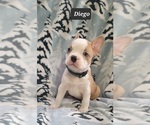 Small Photo #6 Faux Frenchbo Bulldog Puppy For Sale in MINERAL WELLS, WV, USA