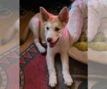 Small #2 Huskies  Mix