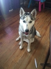 Mother of the Siberian Husky puppies born on 05/08/2018