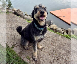 Odin - Male Rottle Dog for Adoption - Photo #9