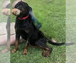 Small #27 Rottweiler Mix