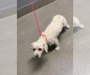 Chihuahua-Unknown Mix Dogs for adoption in Las Vegas, NV, USA