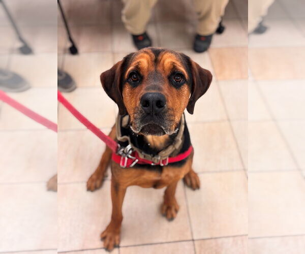Medium Photo #3 Rottweiler Puppy For Sale in Virginia Beach, VA, USA