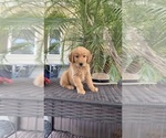 Small #1 Golden Retriever